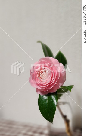 花瓶に入ったピンクの椿 花瓶に入ったピンクの椿 135614780