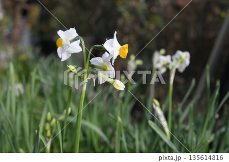 水仙　水仙畑　スイセン　植物　花　花畑　雪中花 135614816