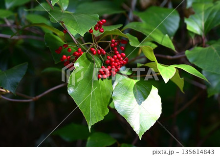 ハクサンボク・白山木・日本固有種の花木・別名 イセビ / イヌデマリ / 山照らし 135614843