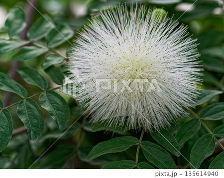 マメ科オオベ二ゴウカンの花 135614940