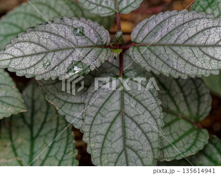 園芸植物シソ科シソモドキの花 135614941