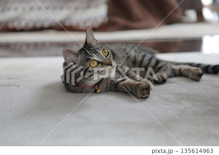 仔猫生後8か月 135614963