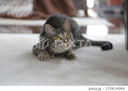 仔猫生後8か月 仔猫生後8か月 135614964