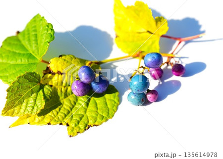 ノブドウの実 ノブドウの実 135614978