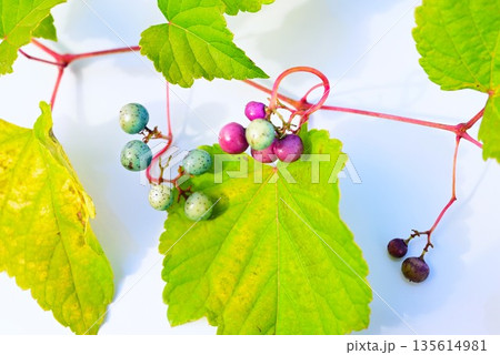 ノブドウの実 135614981