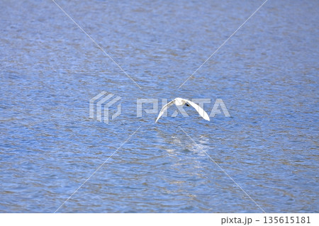 水面を飛ぶ白鷺 135615181
