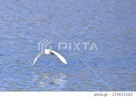 水面を飛ぶ白鷺 水面を飛ぶ白鷺 135615183