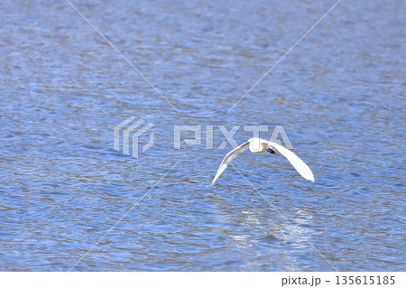 水面を飛ぶ白鷺 135615185
