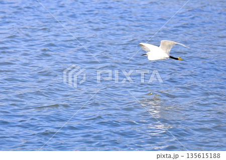 水面を飛ぶ白鷺 水面を飛ぶ白鷺 135615188