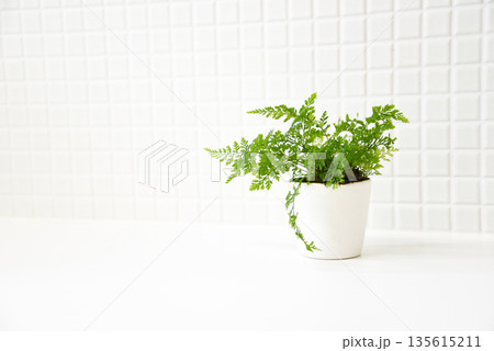 明るい室内に置かれた観葉植物 明るい室内に置かれた観葉植物 135615211