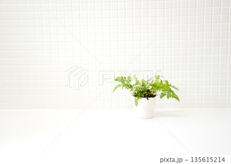 シンプルな白いタイルの壁と観葉植物 シンプルな白いタイルの壁と観葉植物 135615214