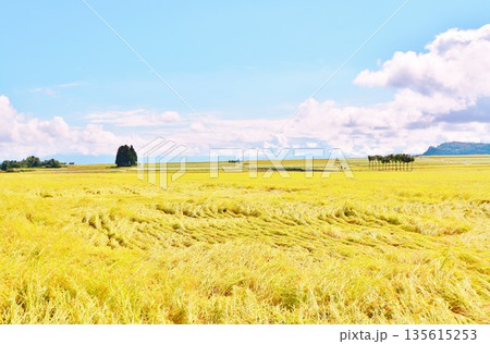 日本の田園の秋 日本の田園の秋 135615253