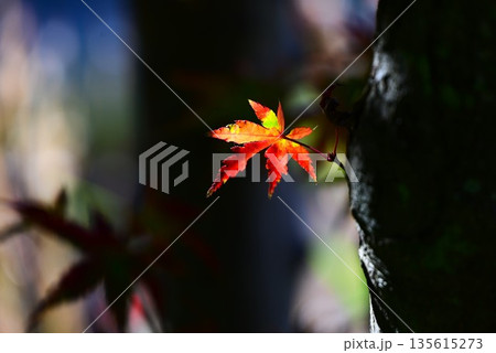 イロハモミジの紅葉 イロハモミジの紅葉 135615273