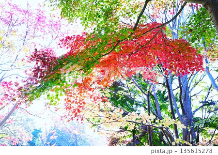 イロハモミジの紅葉 イロハモミジの紅葉 135615278