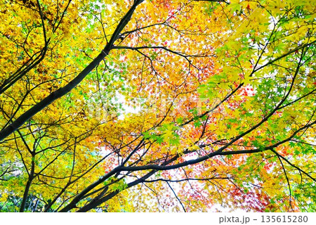 イロハモミジの紅葉 135615280