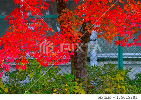 イロハモミジの紅葉 135615283