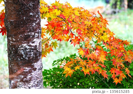 イロハモミジの紅葉 135615285