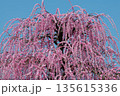 しだれ梅 135615336