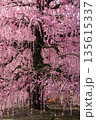 しだれ梅 135615337