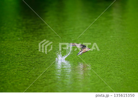 水平飛行最速のハリオアマツバメ 135615350