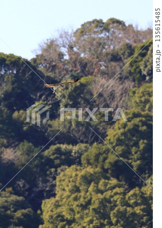 飛翔するミサゴ 135615485