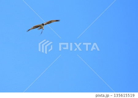 飛翔するミサゴ 135615519