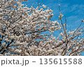桜 135615588