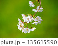 桜 135615590