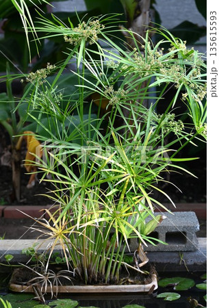 シュロガヤツリ・棕櫚蚊帳吊・マダカスカル原産の湿生植物 シュロガヤツリ・棕櫚蚊帳吊・マダカスカル原産の湿生植物 135615593