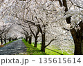 桜並木 135615614