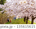 桜並木 135615615