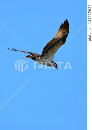 飛翔するミサゴ 135615622