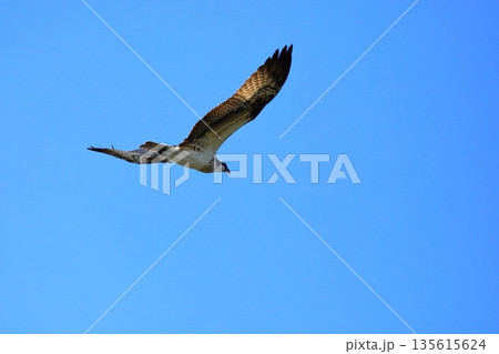 飛翔するミサゴ 135615624
