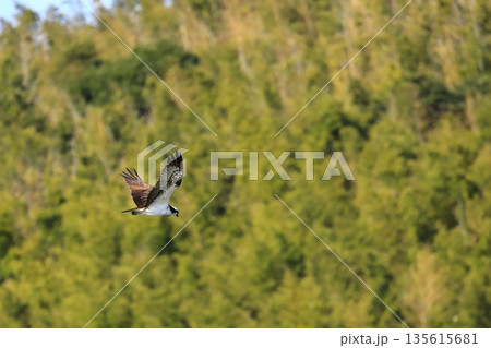 飛翔するミサゴ 135615681