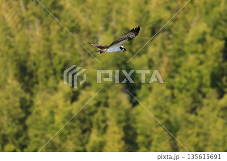 飛翔するミサゴ 135615691