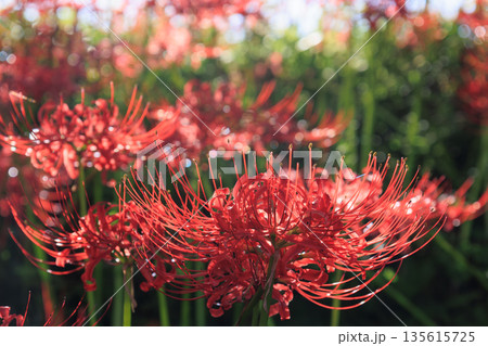 赤い彼岸花 135615725