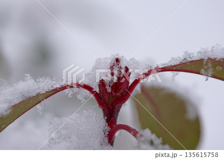 Close-up of a vibrant red sprout topped with delicate snowflakes and ice in winter Close-up of a vibrant red sprout topped with delicate snowflakes and ice in winter 135615758