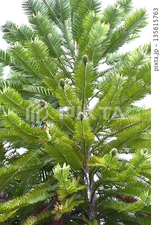 ウオレミマツ・ジェラシックツリー・オーストラリア ウォレマイ公園で発見されたレアな木 135615763