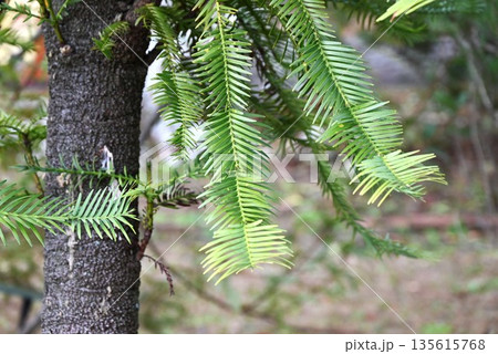 ウオレミマツ・ジェラシックツリー・オーストラリア ウォレマイ公園で発見されたレアな木 135615768