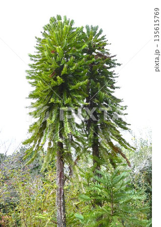 ウオレミマツ・ジェラシックツリー・オーストラリア ウォレマイ公園で発見されたレアな木 ウオレミマツ・ジェラシックツリー・オーストラリア ウォレマイ公園で発見されたレアな木 135615769