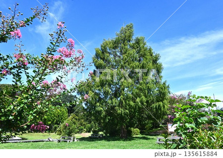 メタセコイア・生きた化石 135615884