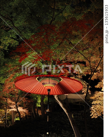 紅葉の中に赤い和傘 紅葉の中に赤い和傘 135615933