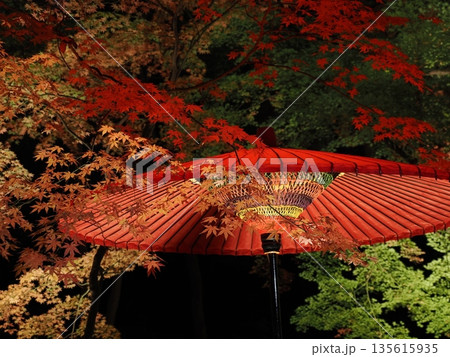 紅葉の中に赤い和傘 紅葉の中に赤い和傘 135615935