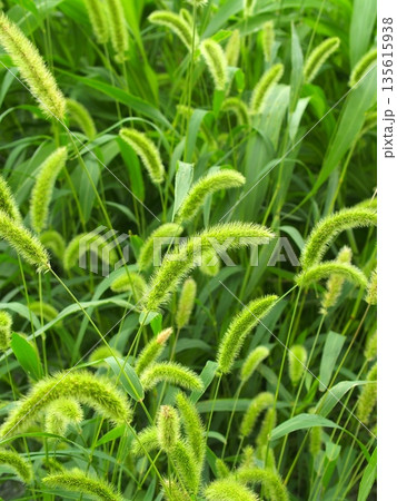 夏の朝の野原のエノコログサ 135615938
