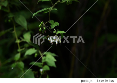 ヒヨドリジョウゴの実・鵯上戸・ソラニンを含み有毒・生薬 135616130