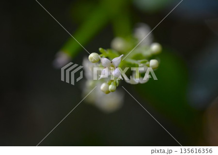 アカネ・茜・花と実・根は茜色の草木染原料 135616356