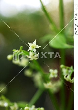 アカネ・茜・花と実・根は茜色の草木染原料 アカネ・茜・花と実・根は茜色の草木染原料 135616357