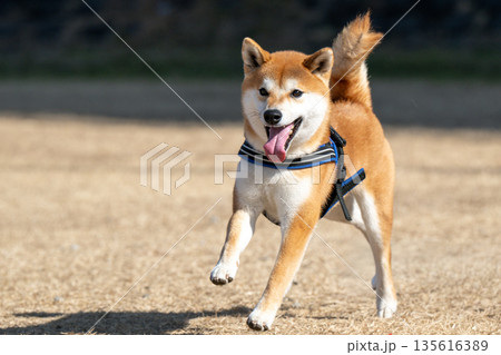 走る柴犬 135616389
