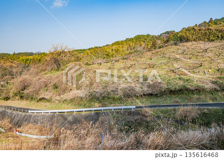 冬の明日香村風景 奈良県 冬の明日香村風景 奈良県 135616468