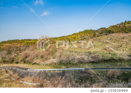 冬の明日香村風景 奈良県 冬の明日香村風景 奈良県 135616469